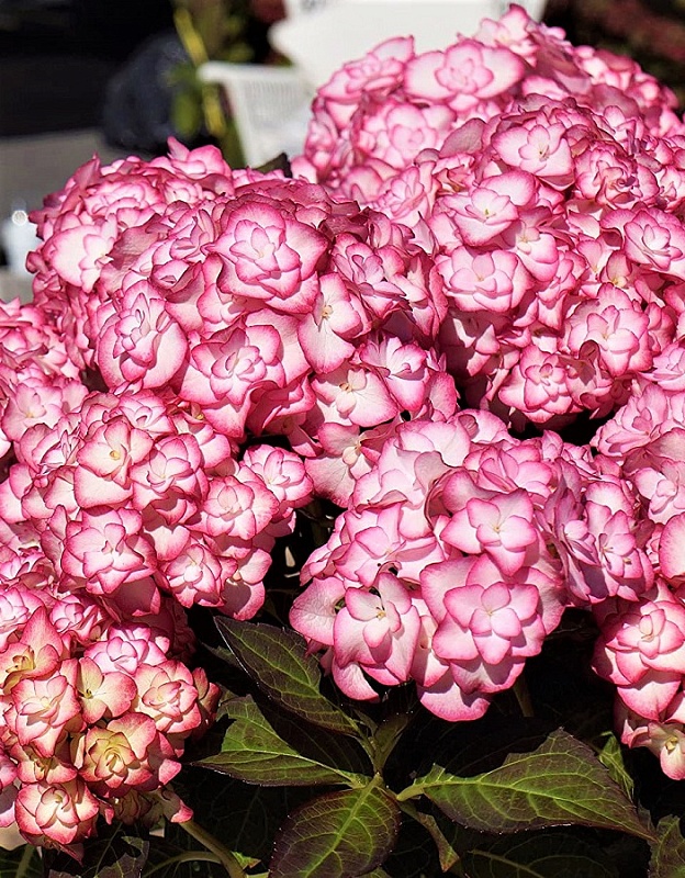 Гортензия крупнолистная Ю энд Ми Мисс Саори 1 шт Р9